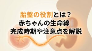 胎盤の役割とは？いつ完成する？赤ちゃんの命を守る驚きの働きを解説