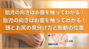 胎児の向きはお腹を触ってわかる！頭とお尻の見分け方と胎動の位置